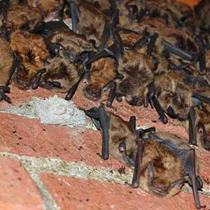 Bats in Chimney