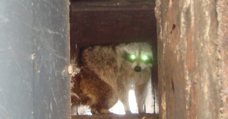 angry-raccoon