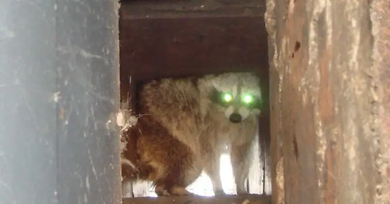 angry-raccoon